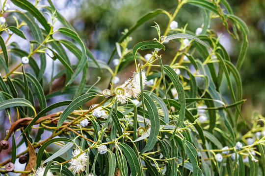 Eukalyptus  - Eucalyptus globulus LABILLl -Australien