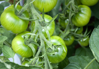 Grüne, unreife Tomaten am Strauch, Tomatenpflanze, Freilandanbau, Solanum lycopersicum 