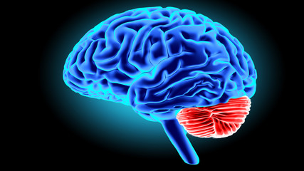 Human brain 3D render