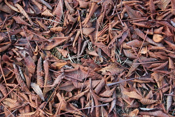 dry leaves background