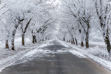 An avenue with ice covered trees. Lonely straight road leading i
