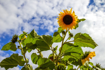 Sunflowers and Sky
