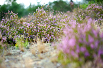 Detail of a flowering heather plant