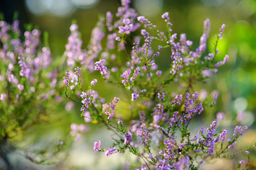 Detail of a flowering heather plant