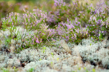 Detail of a flowering heather plant