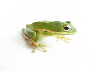 Frosch