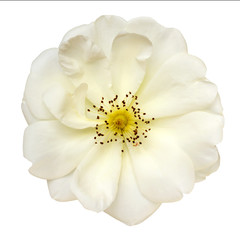 Naklejka na ściany i meble White Rose Top View Isolated on White