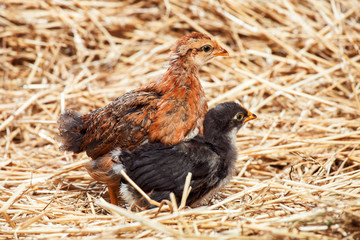 hen Little chicken in dry straw and hay.