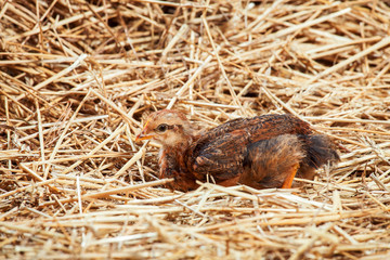hen Little chicken in dry straw and hay.