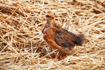 hen Little chicken in dry straw and hay.