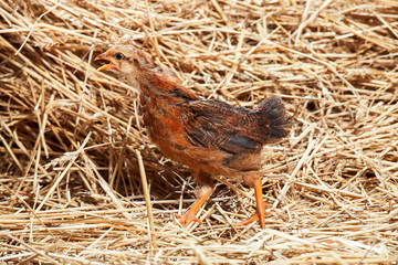 hen Little chicken in dry straw and hay.