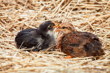 hen Little chicken in dry straw and hay.