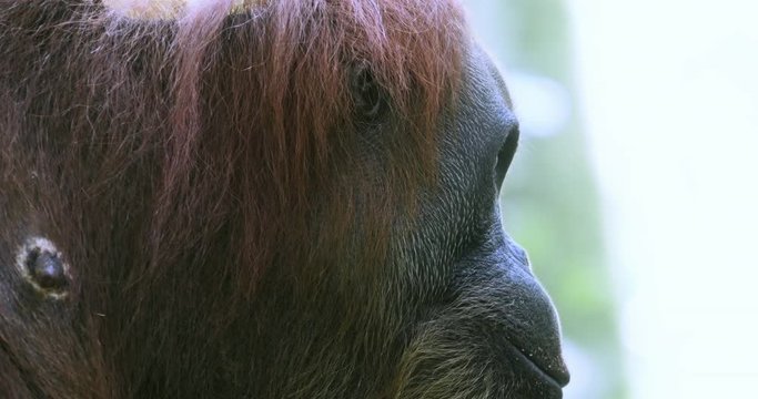 Face and eyes close up view of wild Sumatra Orangutan in rain forest reserve