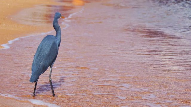 The Reef Heron Hunts for Fish on the Beach of the Red Sea in Egypt