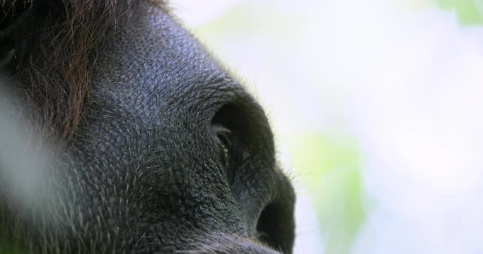 Extreme close up view of wild orangutan eyes and face skin texture in Sumatra