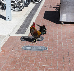 Key West Rooster