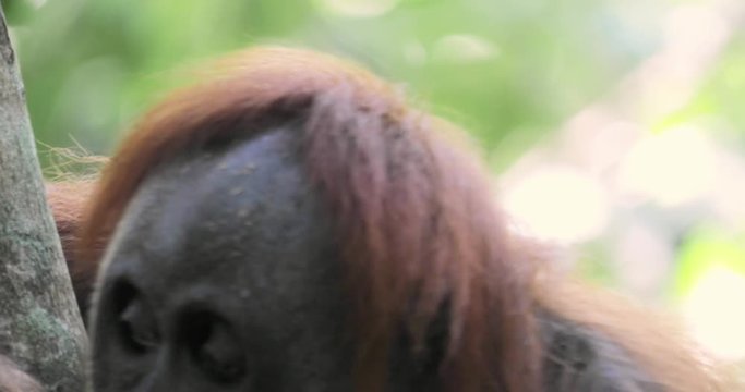 Detailed close up view of wild Orangutan turning head and looking in Sumatra