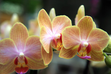 Fototapeta na wymiar Delicate orchids / Delicate orange orchids in the garden