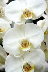 Fototapeta na wymiar White Orchids / Branch of a beautiful orchids