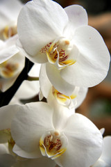 Fototapeta na wymiar Orchids / Branch of a beautiful orchids