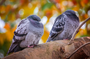 Two pigeons sitting on a branch of a tree