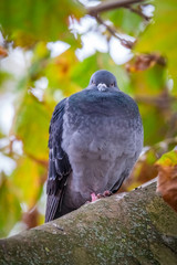 Pigeon sitting on a branch of a tree