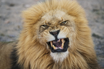 Portrait of lion roaring 