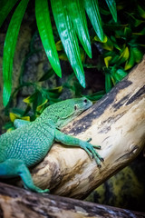 Small green lizard