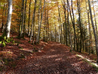 Obraz premium Navarra Selva de Irati