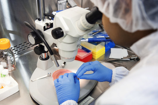 Scientist using microscope while examining samples in petri dish at laboratory