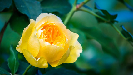 Bud of a beautiful yellow rose