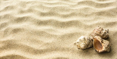 Sea shells on sand. Summer beach background. Copy space