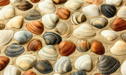 Sea shells on sand. Summer beach background.