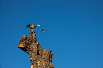 Fototapeta na wymiar Single geese standing on top of a tall cut tree