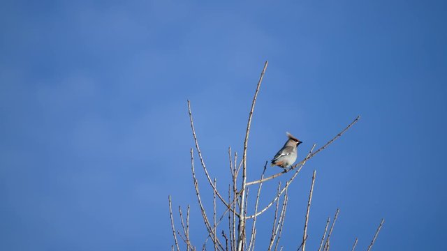 Waxwing ( Bombycilla ) in a Tree Top. Blue Sky.