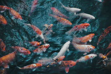 Full frame shot of koi carps swimming in pond