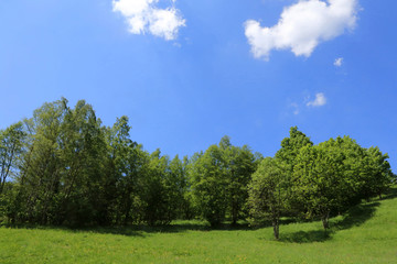 Arbres en montagne. Bionnassay. Trees in the mountains. Bionnassay.