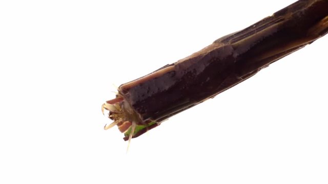 Caddisfly larva moving legs
