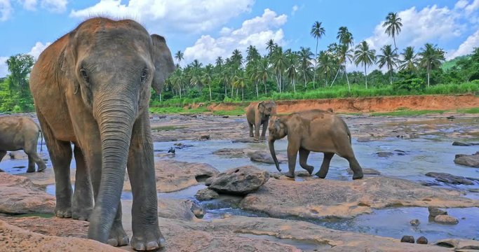Curious wild large Sri Lankan elephant looking in camera and walks in Pinnawala