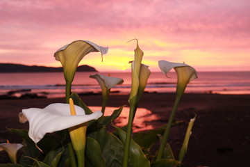 playa, flor