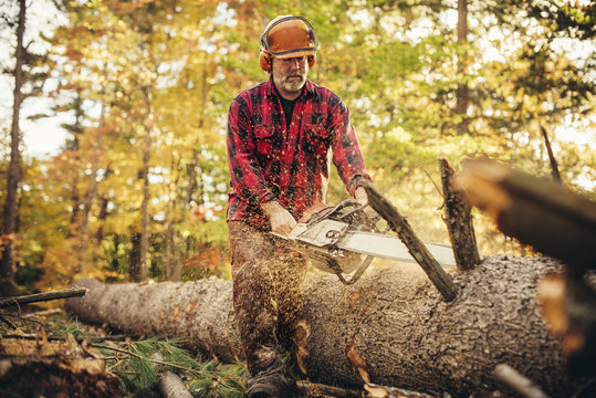 Lumberjack cutting log with chainsaw in forest