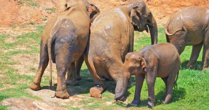 Cute funny elephants rubbing each other in comic manner. Animals relationship