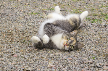 Stretching gray and white striped little cat, lying on the ground in the countryside