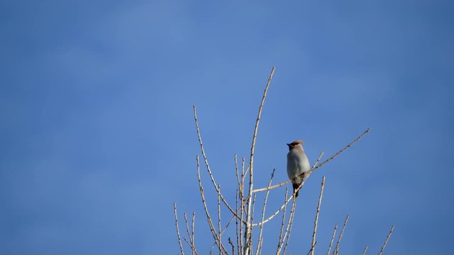 Waxwing ( Bombycilla ) in a Tree Top. Blue Sky.