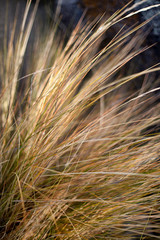 Grass at the beach