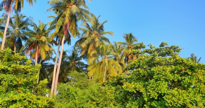 Coconut palm tree on tropical coast at sunny summer day exotic nature background