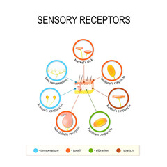 human skin and sensory receptors. - obrazy, fototapety, plakaty