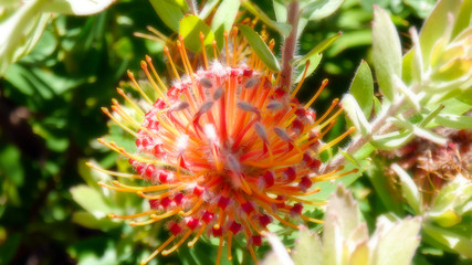 Beautiful exotic flower from South Africa