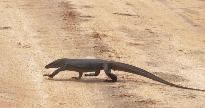 Large wild Varan Monitor Lizard or Varanus Bengalensis in Yala park Sri Lanka