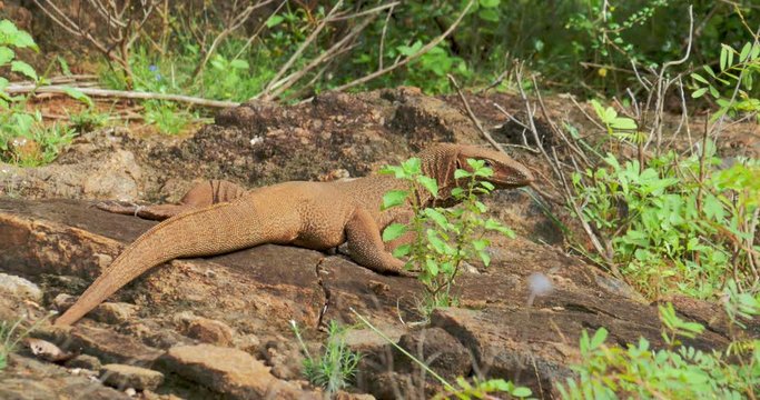 Brown Monitor Lizard warming on rocks and looking in camera in Yala Sri Lanka